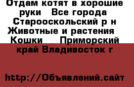 Отдам котят в хорошие руки - Все города, Старооскольский р-н Животные и растения » Кошки   . Приморский край,Владивосток г.